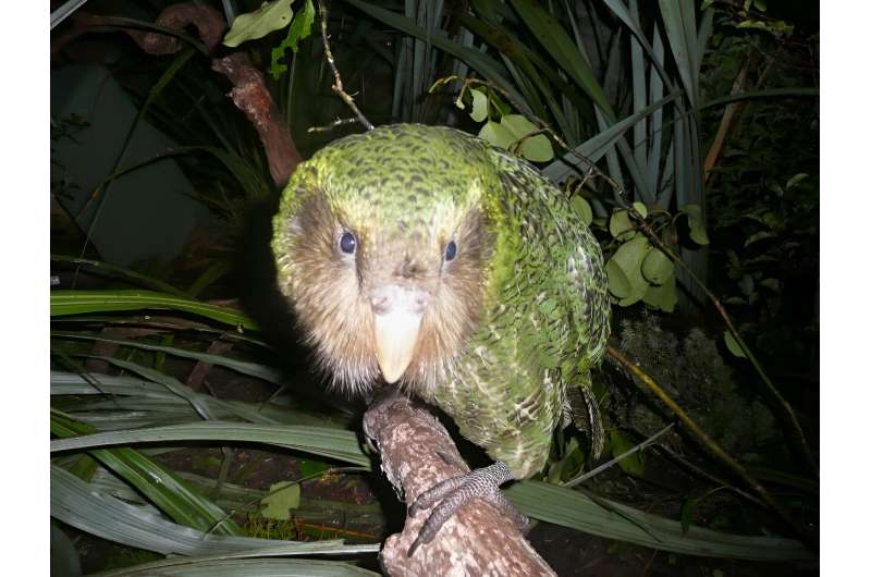 The kakapo, a chubby parrot resembling a green-feathered bowling ball has twice won the competition