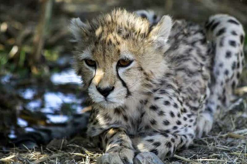The last survivor of three critically endangered Asiatic cheetah cubs born in captivity in Iran last year is seen in a park in T