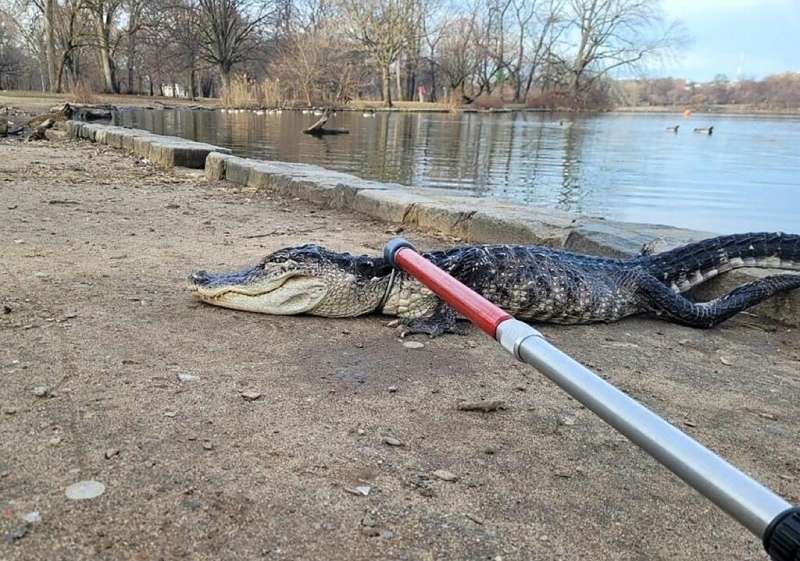 The lethargic and possibly 'cold-shocked' alligator discovered in a New York City park was captured and taken to the Bronx Zoo f