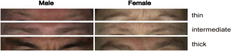 The look of your eyebrows is in your genes; A new study uncovers genes that define the appearance of eyebrows