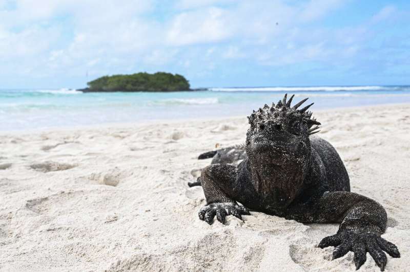 The marine iguana is highly susceptible to Pacific temperature fluctuations
