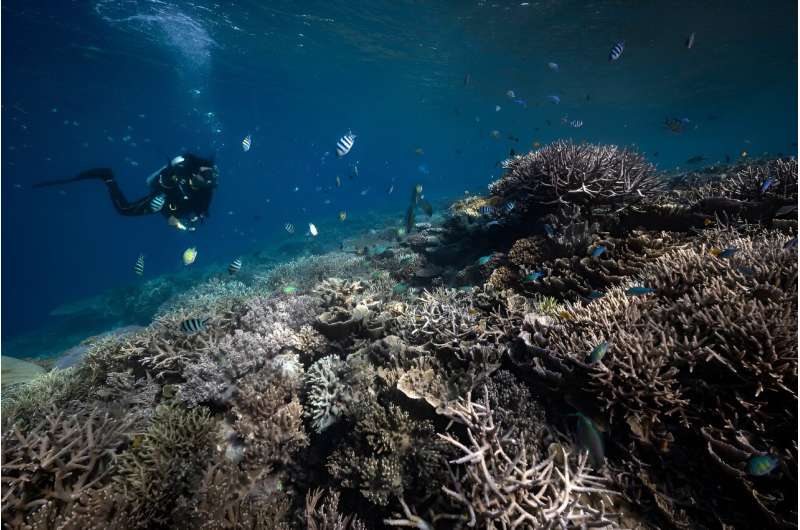 The mass-death of tropical coral reefs is one of the tipping points feared to be on the brink