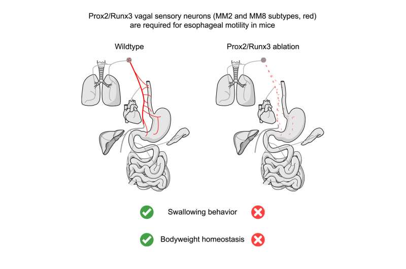 The mechanisms behind swallowing