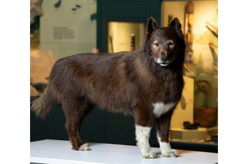 DNA research of famed US sled canine reveals what made him so robust