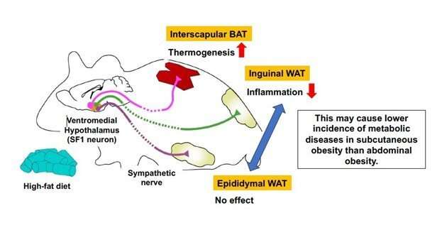 The neurons capable of cooling down inflammation in fat tissue