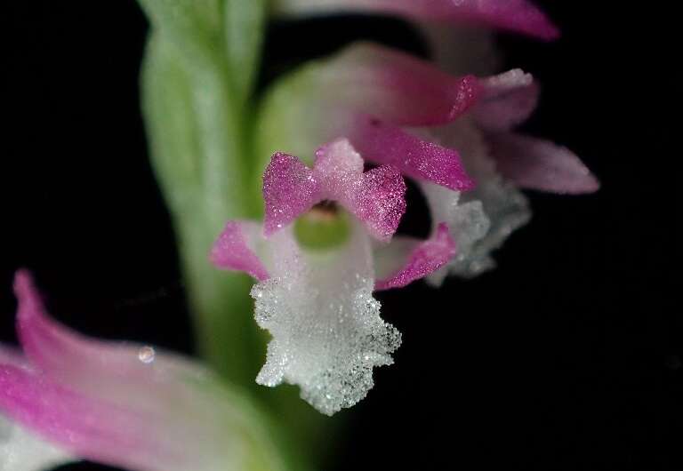 The new species of orchid was discovered by Japanese scientists, who found the pink and white plant hiding in plain sight in gar