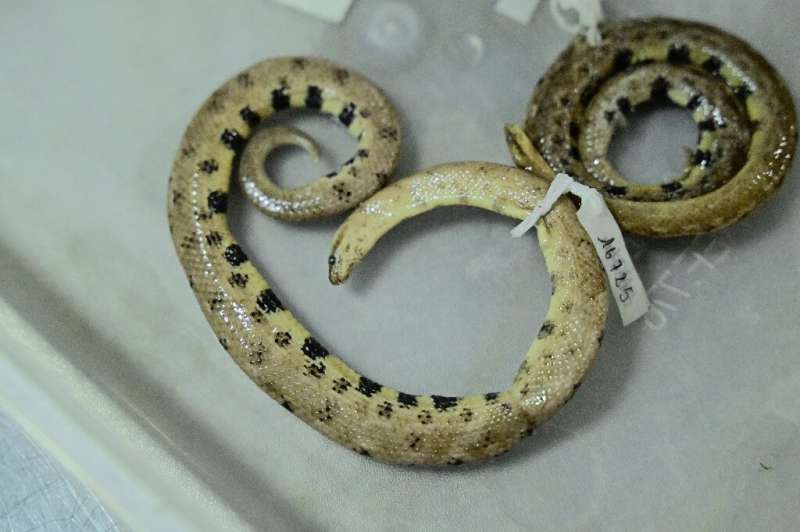 The newly discovered snake was named Tropidophis cacuangoae after early 20th century Indigenous activist Dolores Cacuango