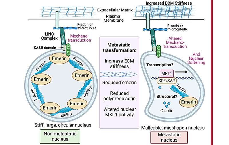 The nuclear envelope and breast cancer metastasis