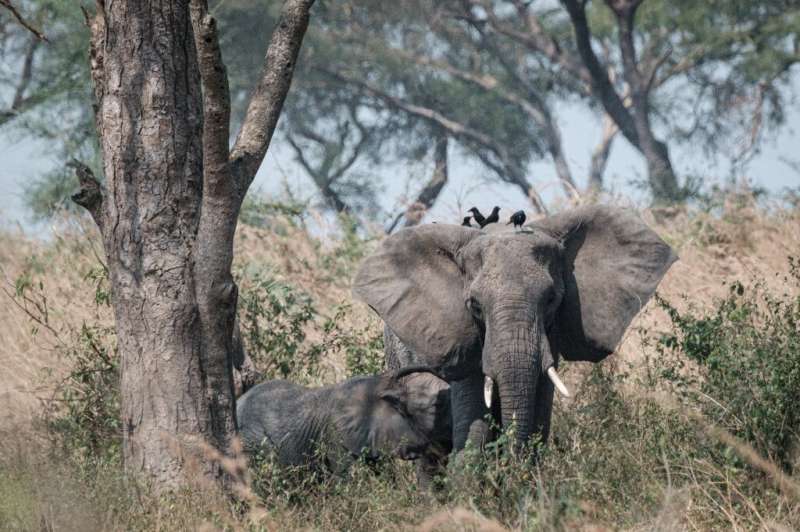 The number of elephants has grown from 2,000 to 7,975 while the giraffe population increased nearly sixfold to 2,072