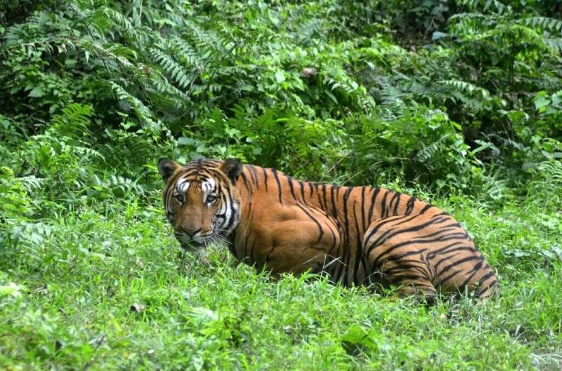 The number of wild tigers in India has slightly rebounded after decades of drastic decline