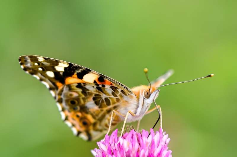The Painted Lady butterfly migrates to the UK all the way from North Africa