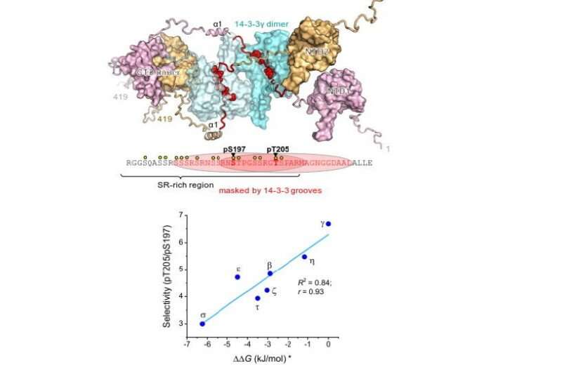 The role of mutation in nucleoproteins of SARS-CoV-2