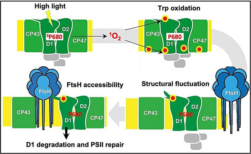 The role of oxidized tryptophan residues in repairing damaged photosystem II protein