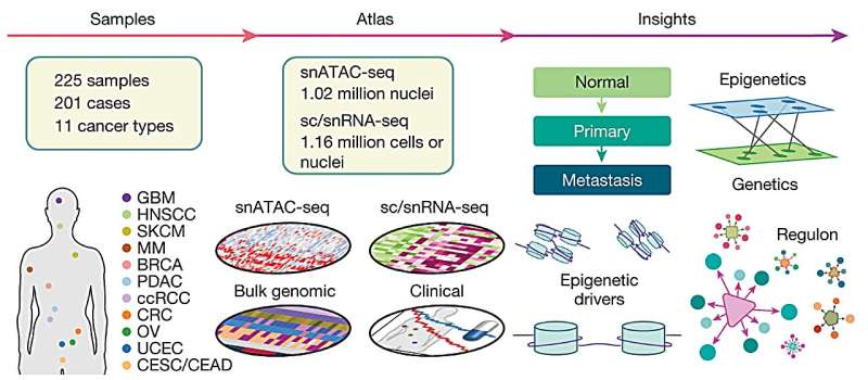 The role of the epigenome in cancer revealed in new study