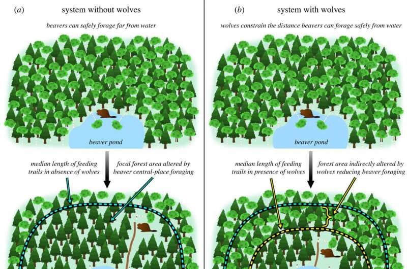 The role wolves play in boreal forest dynamics as they constrain beaver movements