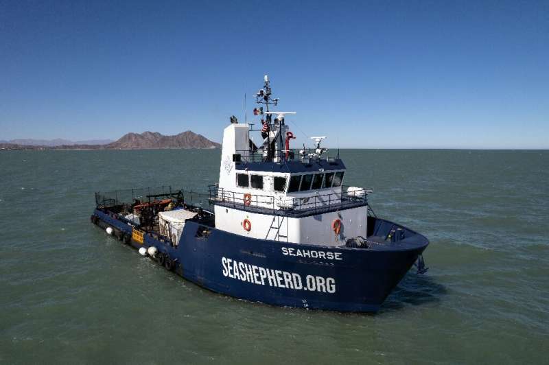 The Seahorse vessel has been deployed by the Sea Shepherd conservationist group to help save the endangered vaquita porpoise in 