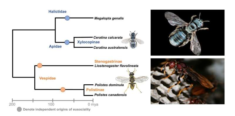 The Social Code—Deciphering the Genetic Basis of Hymenopteran Social Behavior