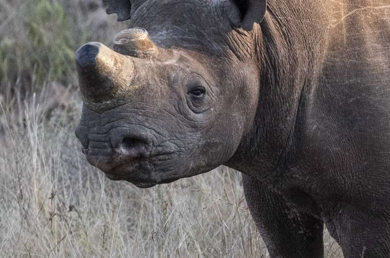 The social impact of removing horns from wild rhinos to protect them from poachers