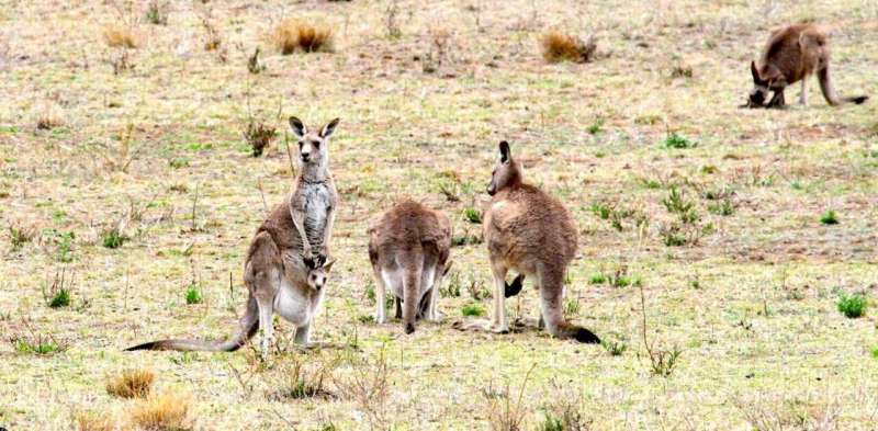The social lives of kangaroos are more complex than we thought