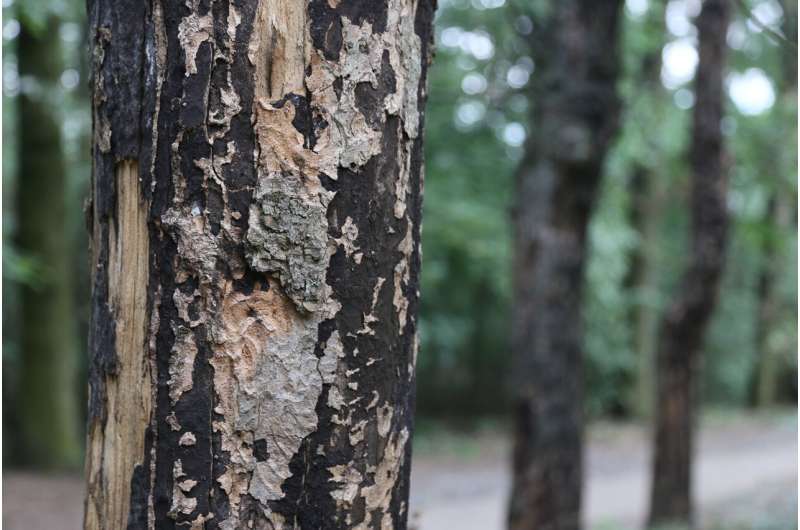 The “Sooty Bark Disease”, harmful for maples and humans, can be monitored by pollen sampling stations