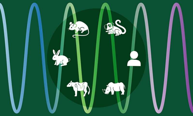 The speed of life: a zoo of cells to study developmental time
