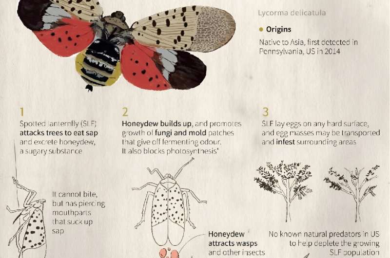 The spotted lanternfly: an invasive economic pest