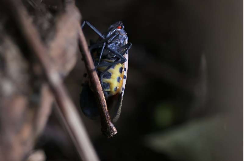 The spotted lanternfly is wreaking havoc on crops in several US states