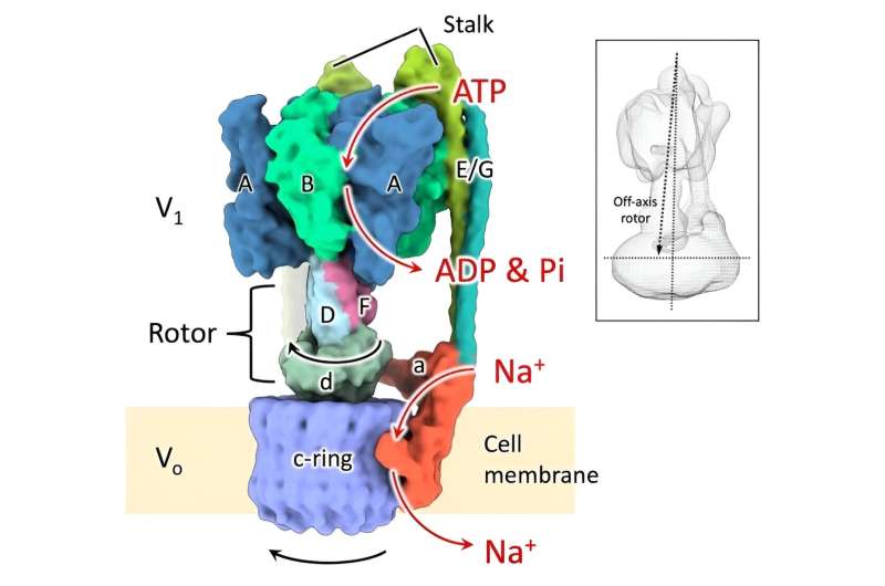 The structures of six states of a rotary sodium ion pump are revealed
