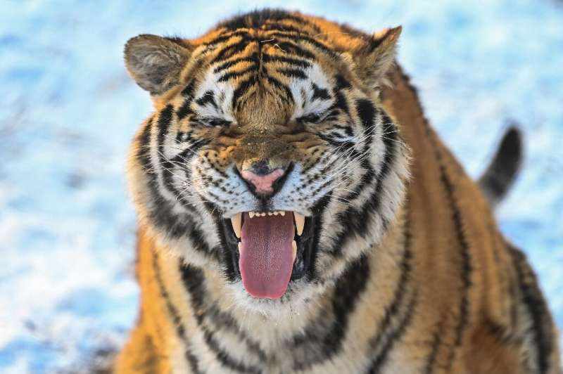 The study adapted a human personality test to explore tiger traits such as confidence, sincerity, bullying and savagery in tiger