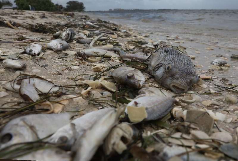 The toxic algae that has haunted Florida's Gulf Coast in recent years has left beaches like this, in the town of Sanibel, litter