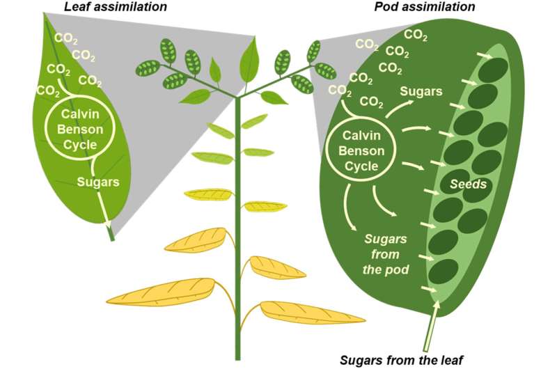 El papel subestimado de las vainas y silicuas en el desarrollo de semillas