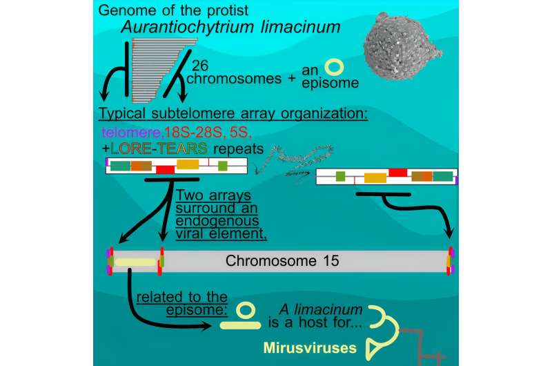 The unraveling of a protist genome could unlock the mystery of marine viruses