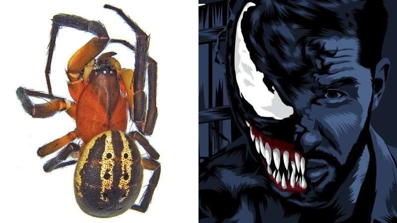 The Venom spider: new genus named after Tom Hardy’s Marvel character