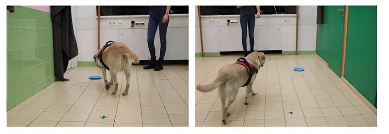 The way dogs see the world: Objects are more salient to smarter dogs
