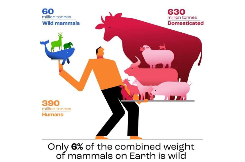 The Weight of Responsibility: Biomass of Livestock Dwarfs That of Wild Mammals