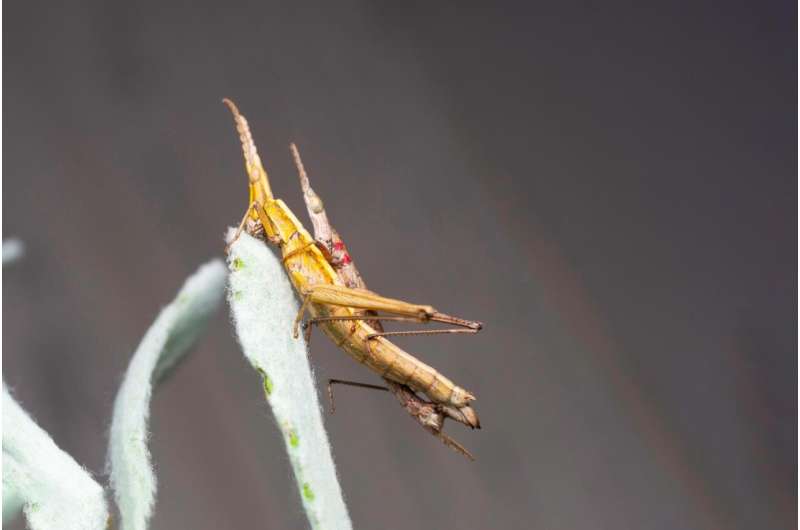 The wingless grasshopper that could cross Bass Strait, but not the Yarra River