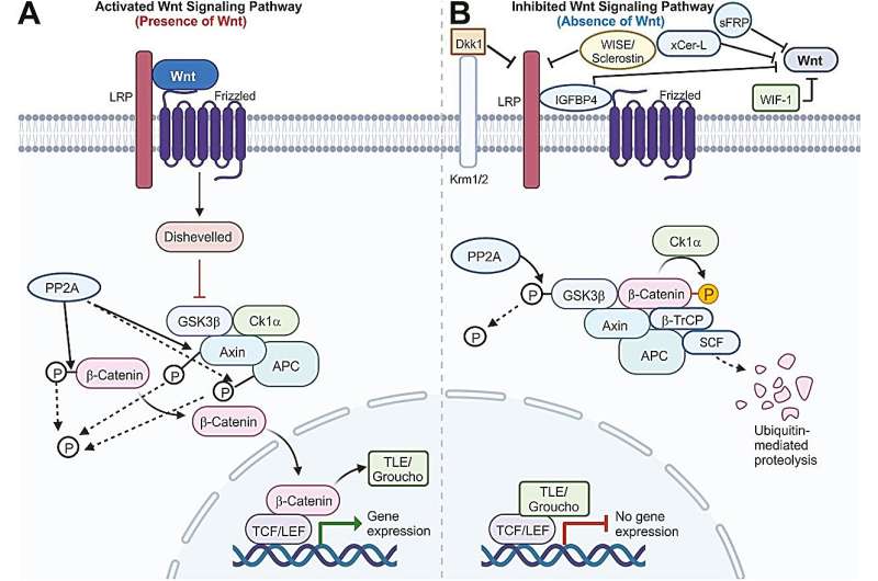 The Wnt signaling pathway – The foundation of cell growth, development, and potential therapeutics