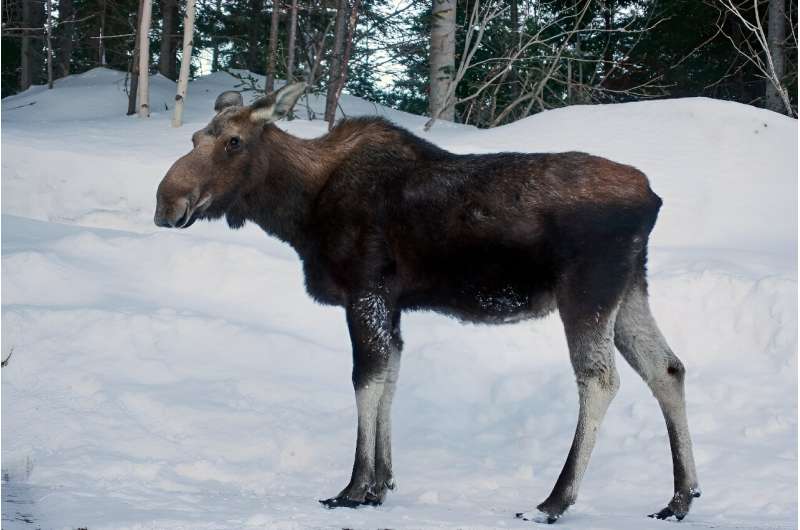 The wolves' main prey on the island are moose, which can weigh hundreds of pounds
