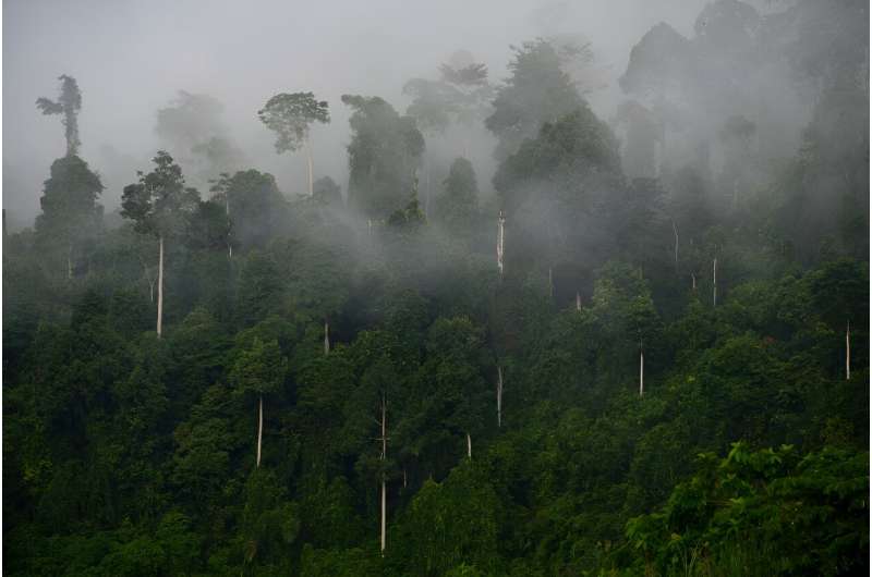 The world is off track to meet a pledge to halt deforestation by 2030, new research warns