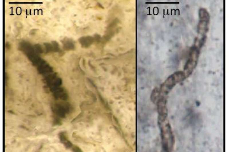 The world's oldest fossils or oily gunk? Research suggests these 3.5 billion-year-old rocks don't contain signs of life