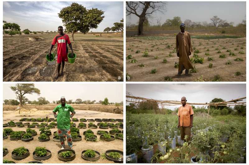 La técnica zaï: cómo los agricultores del Sahel cultivan con poca o ninguna agua