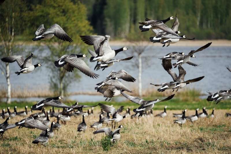 There is harsh competition for arable land between the geese and farmers