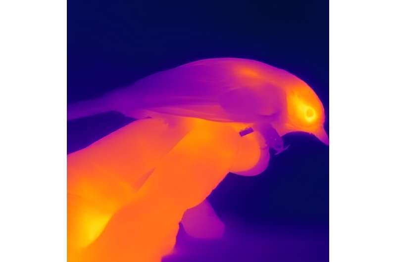 Thermal imaging is a promising tool to measure stress in wild animals