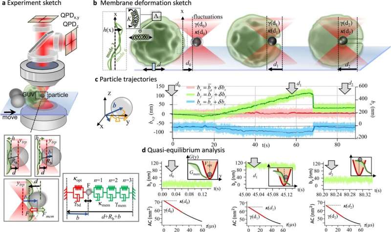 Thermal motions and oscillation modes determine the uptake of bacteria in cells