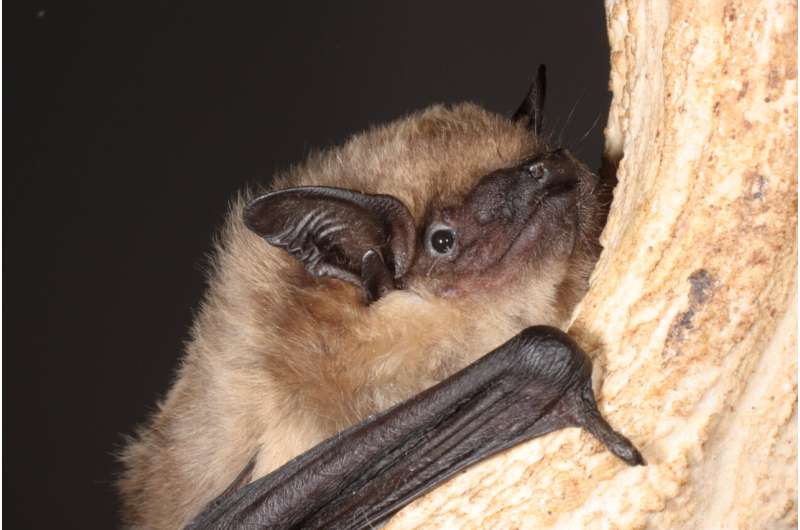 These bats use their penis as an &quot;arm&quot; during sex but not for penetration