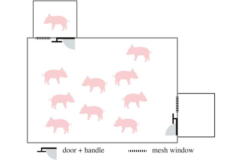These little piggies helped their neighbors, but why? New research design may help shed light
