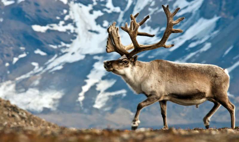These reindeer survived, isolated for 7000 years—but will they survive climate change?