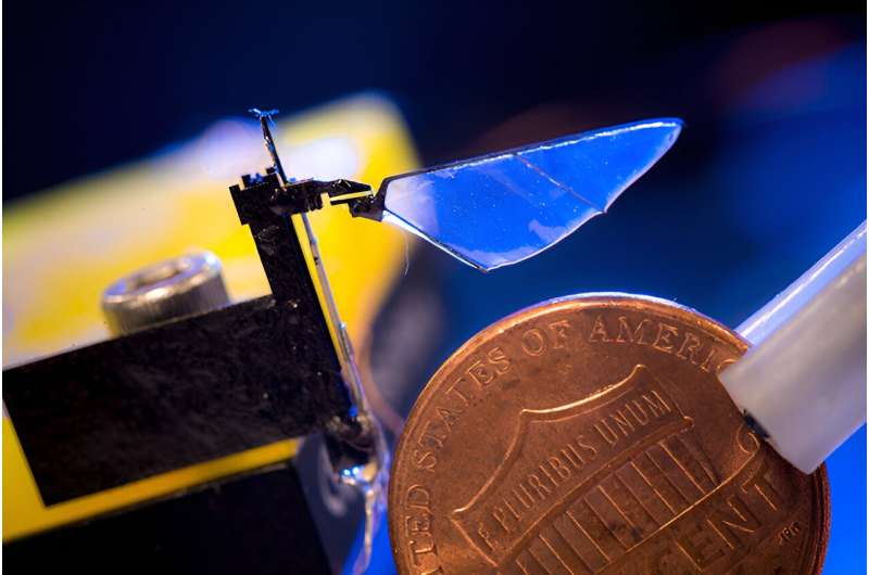 These robots helped understand how insects evolved two distinct strategies of flight