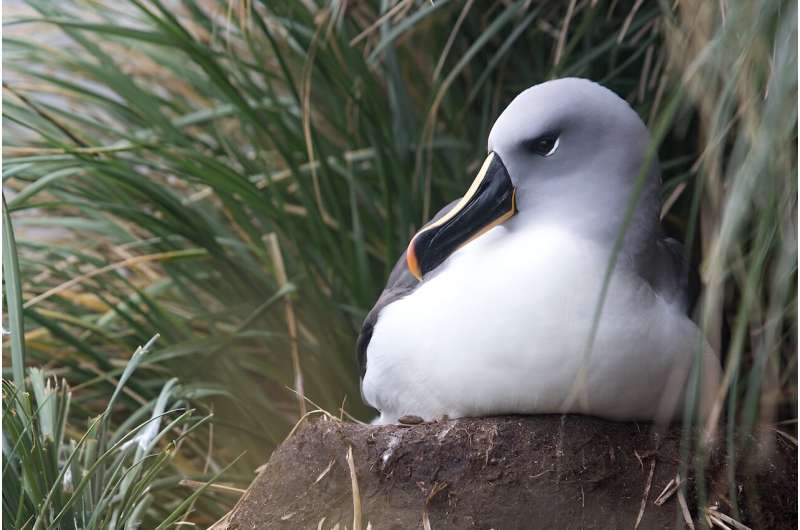 Thick ones, pointy ones—how albatross beaks evolved to match their prey