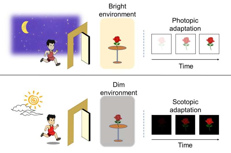 Thin film phototransistor for bioinspired visual adaptation